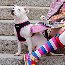Active Mesh Neon Pink Harness