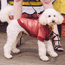 Wine Red Puffa Insulated Panel Jacket