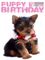 Puppy Birthday