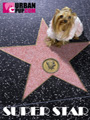 Super Star
