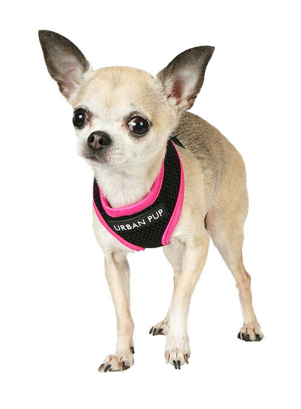 Puppia pink hot sale harness