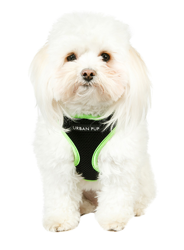 Active Mesh Neon Green Harness Active Mesh Dog Harnesses at