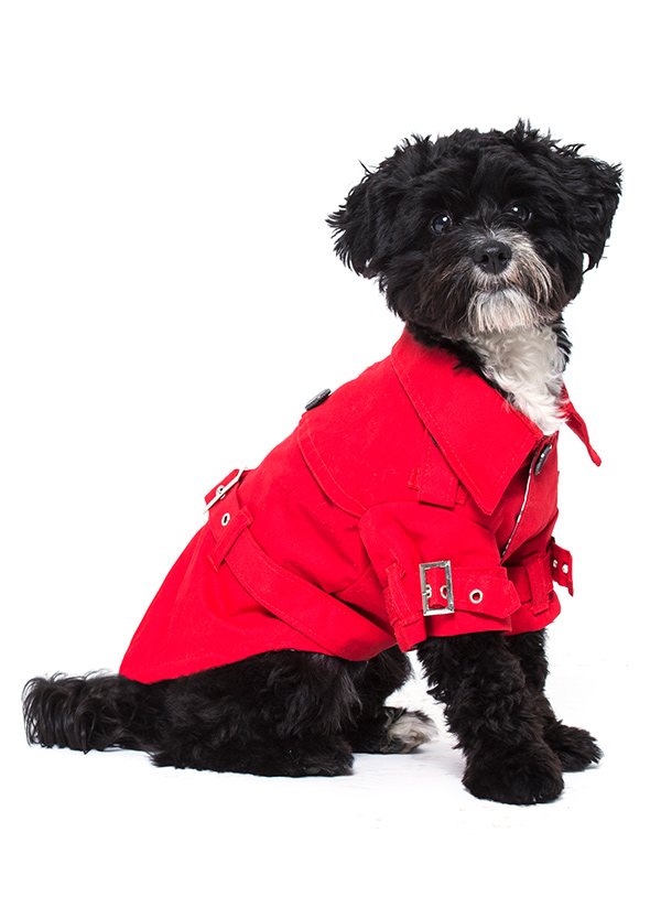 Tesco dog clothes hotsell