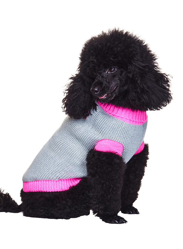 Pink Paw Sweater | Dog Knitted Sweaters at Urban Pup