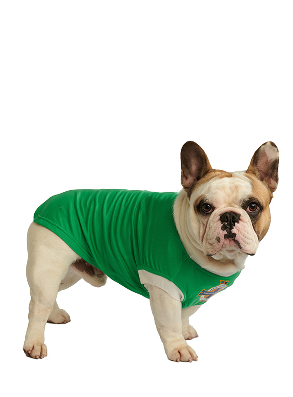 Official Licensed Rangers FC Dog Football Shirts at Urban Pup