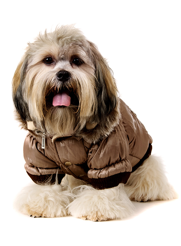 Luxury Quilted Parka with Detachable Hood Dog Novermber Sale Up to 60 Off at Urban Pup