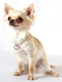 Pearl Heart Charm Dog Necklace
