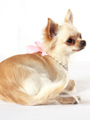 Pearl Heart Charm Dog Necklace