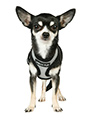 Steel Grey Soft Harness