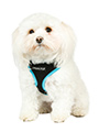 Active Mesh Neon Blue Harness