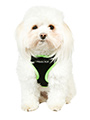 Active Mesh Neon Green Harness