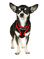 Active Mesh Neon Red Harness