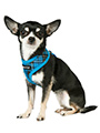 Blue Tartan Harness