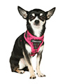 Fuschia Pink Tartan Harness