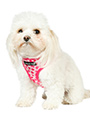 Pink Hearts Harness