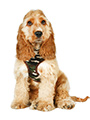 Camouflage Harness