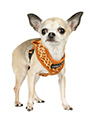 Giraffe Print Harness