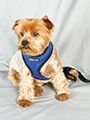 Rear Car Seat Cover
