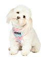 Vintage Rose Floral Harness
