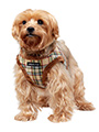 Luxury Fur Lined Brown Tartan Harness