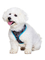Black & Blue Paisley Harness