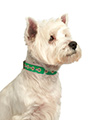 Northern Ireland Football Team Collar