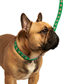 Northern Ireland Football Team Collar