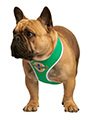 Northern Ireland Football Team Harness