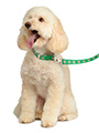 Northern Ireland Football Team Collar & Lead Set
