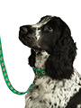 Northern Ireland Football Team Collar & Lead Set