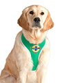 Northern Ireland Football Team Harness & Lead Set