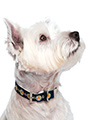 Scotland Football Team Collar