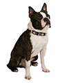 Scotland Football Team Collar