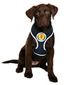 Scotland Football Team Harness
