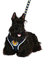 Scotland Football Team Harness