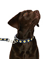 Scotland Football Team Collar & Lead Set