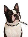 Scotland Football Team Collar & Lead Set