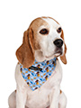Gromit's Bandana