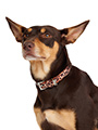 Cheetah Print Fabric Collar