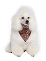 Cheetah Print Bandana