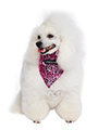 Pink Leopard Print Bandana