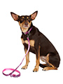 Pink Leopard Print Lead