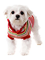 Rainbow Sweater with Hood