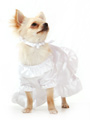 Bride Wedding Dress with Veil